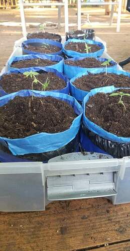 received_967310994057247