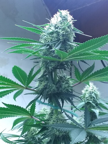 IMG_20210704_031852135