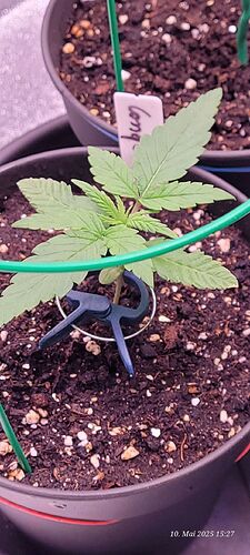 Tag 17 Congolese Sämling Tag 13