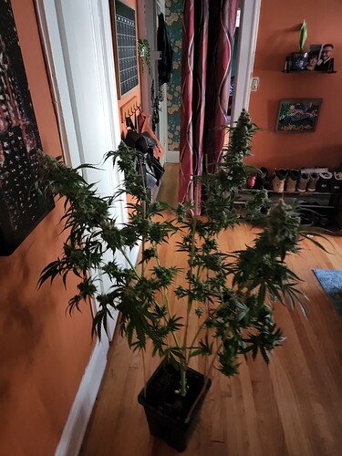 IMG_20220724_081455_01