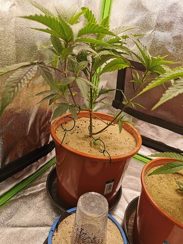 Lava Cake Clone G2 (2)