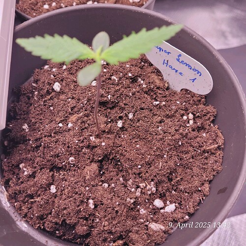 Tag 10 Lemon Haze 1 Sämling Tag 5 am 9.4.25