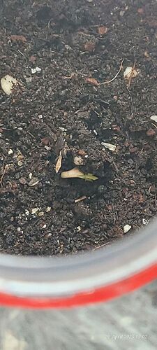 Tag 5 Keimung Congo 2, zweiter Tag in Erde und sie kommt 29.4.25