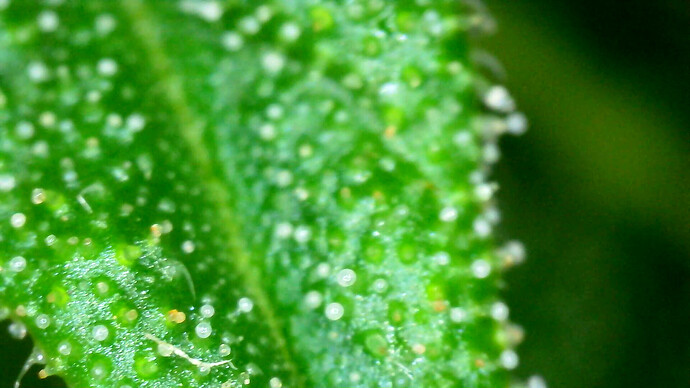 vlcsnap-2024-07-13-21h04m02s787