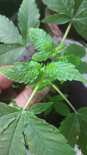 0e823e538ca19621db3d33380bbfc951