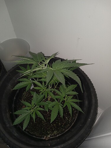 16844997560386256465965658047346