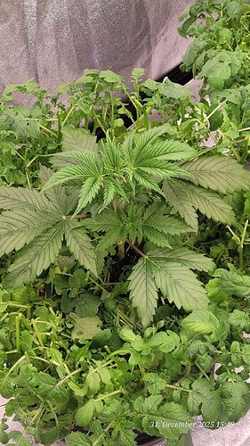 Tag 27 J.P. zweite Wachstum Woche 31.12.25