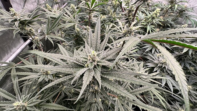 24 - Slurricane 'Sativa Phenotype' Week #7 (Day 46) - 11-28-2024