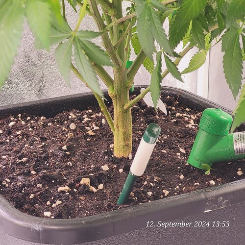 Tag 101 und noch nicht unten rum Kahl gemacht , aber bald