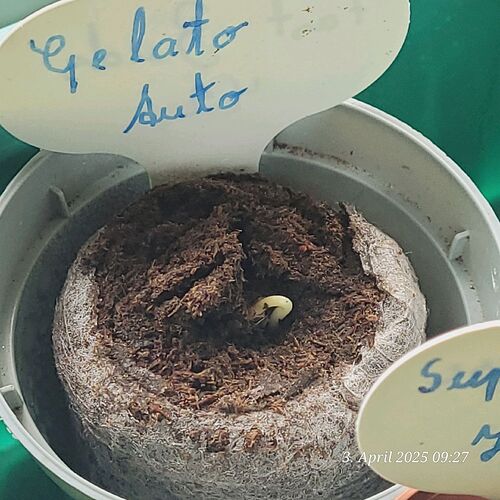 Tag 5 Keimung , die Gelato ist geboren 3.4.25