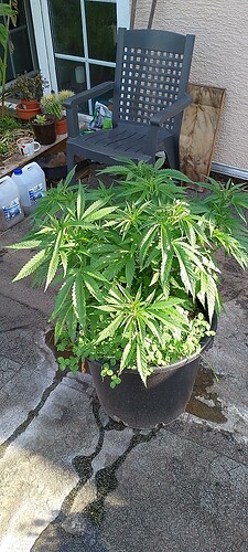 IMG_20250705_083035