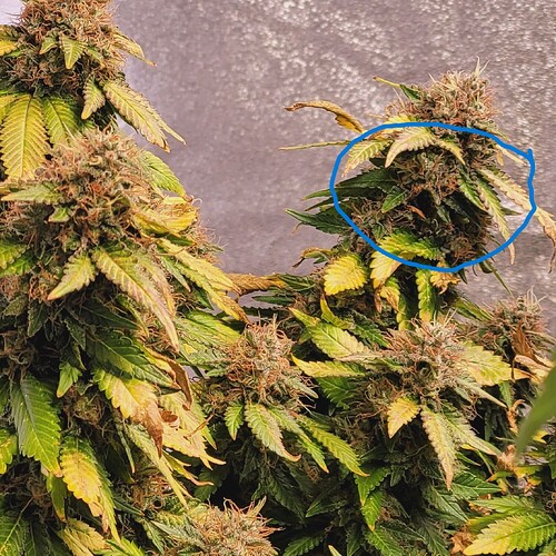 Tag 121 Blütetag 60 am 10.9.24