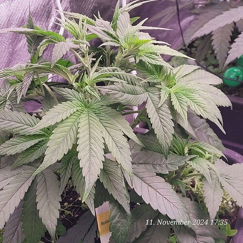 Tag 40 Nr 2, Wachstum Tag 22 , Anfang vierte Wachstum Woche 11.11.24