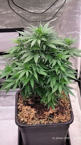 Tag 51 S.B.K. erste Blüte Woche