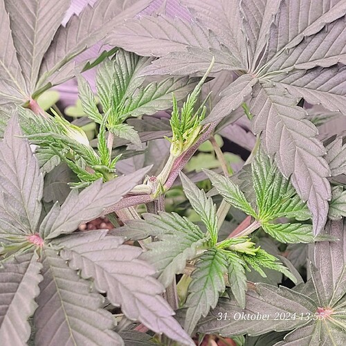 Tag 29 Nr 3, vor 4 Tagen alle getoppt und es geht nun weiter hoch 31.10.24