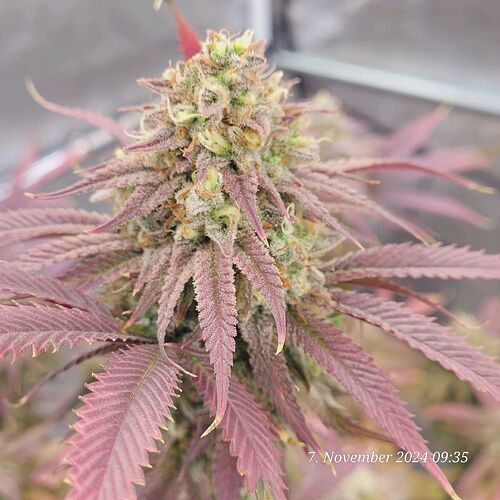 Tag 110 Klon 1 es geht zum Ende 9te Blüte Woche 7.11.24