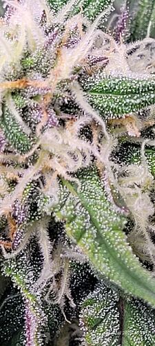 Tag 59 Haze 1 Blüte Tag ca. 34, ende der 5 ten Blüte Woche