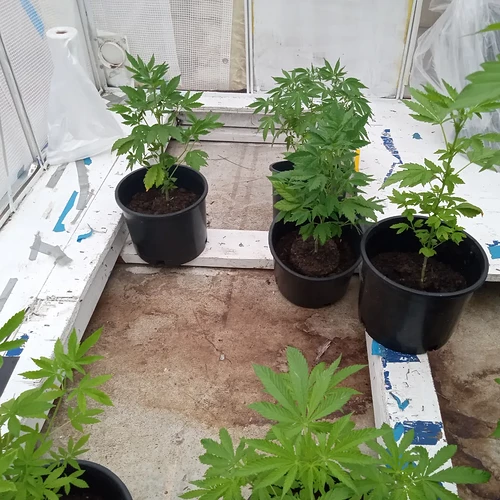 IMG_20230604_230918_283