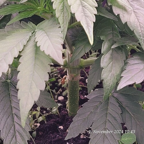 Tag 38 Nr 2, am ende der dritten Wachstum Woche