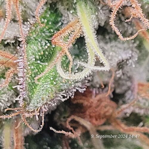 Tag 120 Noch 2-4-Tage 9.9.24