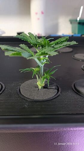Tag 10 Klon 1 Verwurzelung 11.1.26