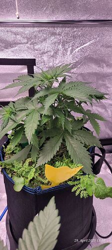 Tag 30 Haze 1 heute 24 cm