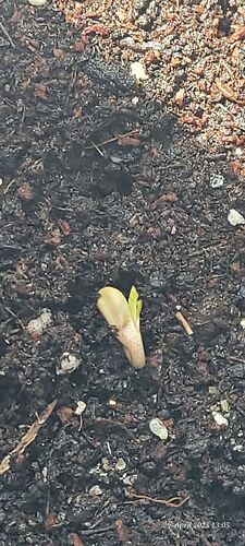 Tag 5 Keimung Congo 2 geht heute in die Sämling Phase 29.4.25