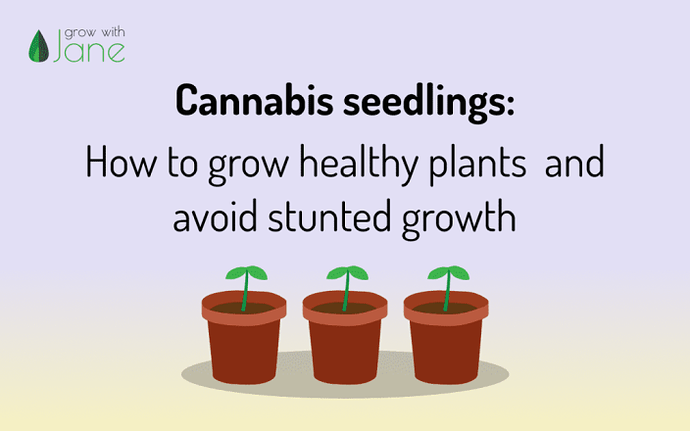 cannabis-seedlings-stunted-growth-1024x640