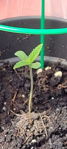 Tag 8 Congo 1, Sämling Tag 4 und 7 cm, am 1.5.25