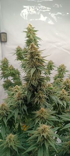 IMG_20240610_120725