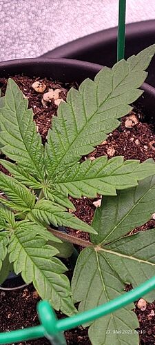 Tag 20 Congo 1 Sämling Tag 16