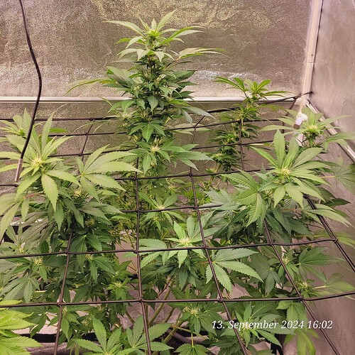 Tag 102 erschreckend Kahl die Dame auf einmal , aber da kommt nun überall Licht hin und etwas Gestützt für später durch das Netz 13.9.24