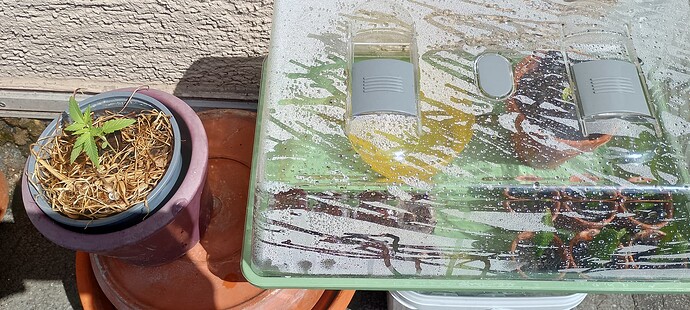 IMG_20250504_120137_HDR