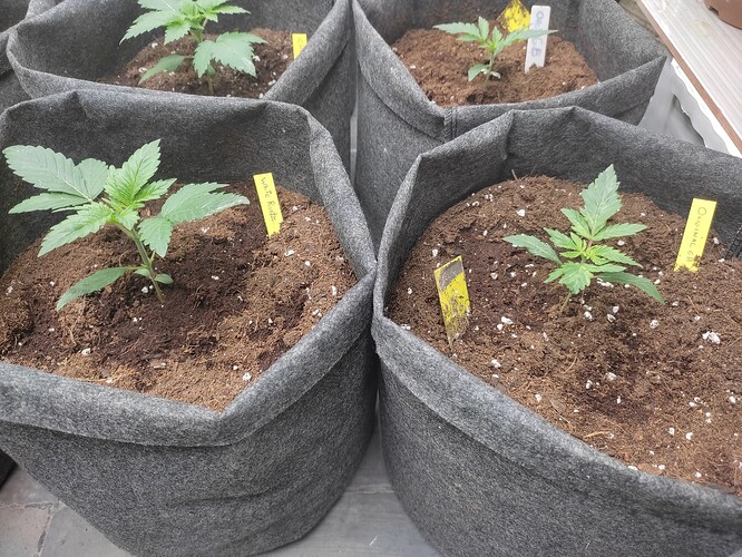 17334102361597372952224625387804