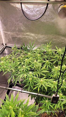 Tag 66 Blüte Tag 16 linke Seite hinten am Scrog