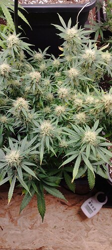 IMG_20241201_135238_111