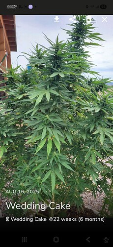 Screenshot_20250829_115717_Jane