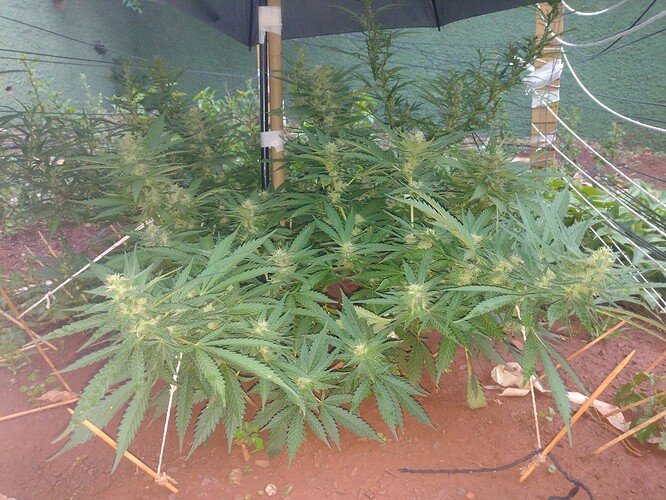 IMG_20251008_175758140