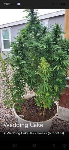 Screenshot_20250829_115742_Jane