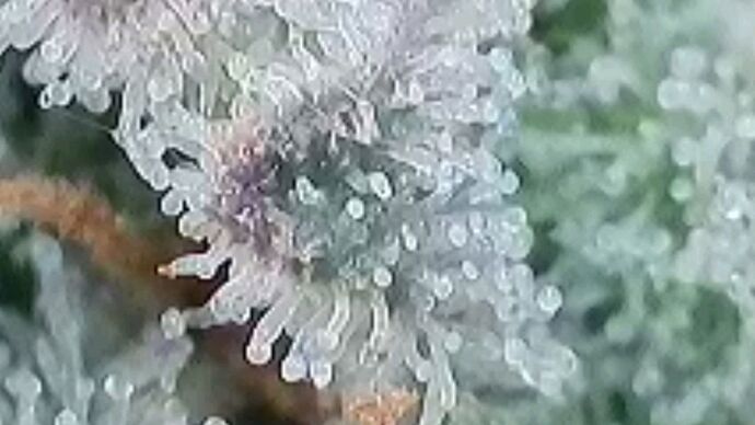 Tag 101 Klon 1, Trichome 4