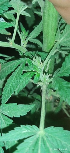 IMG_20230808_194233_1