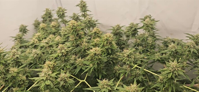 Screenshot_20240919_214922_Gallery