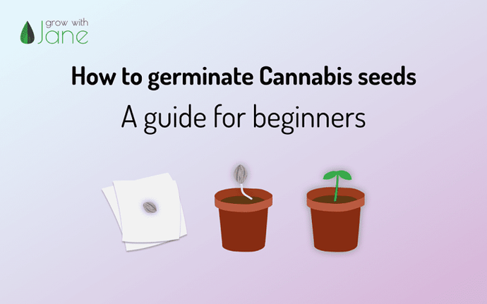 how-to-germinate-cannabis-seeds-1024x640