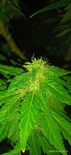 IMG_20231008_232716_1