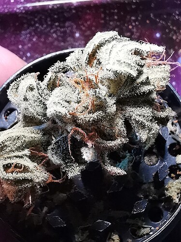 Lava Cake 2024