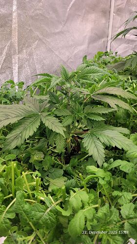 Tag 27 J.P. Wachstum Tag 9 verlor sie 2 Fächer oben am 31.12.25