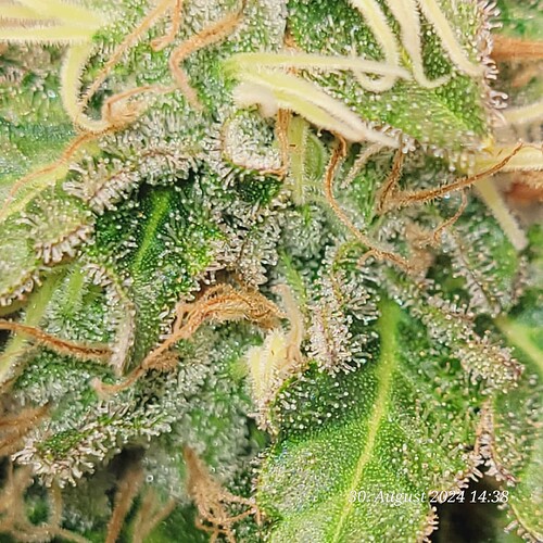 Tag 109 und die letzten 14 Tage 30.8.24