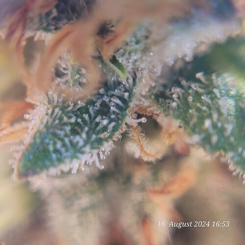 Tag 91 wieder der oberste Bud Klar-Wolkig 99,99 % am 18.8.24