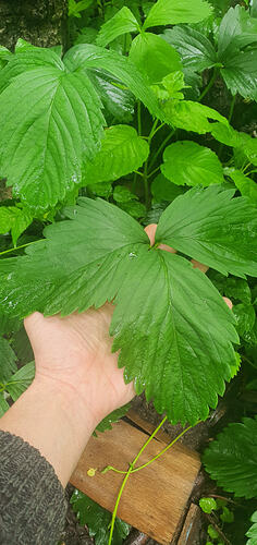 HugeLeaf