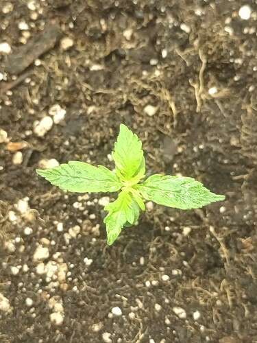 16675152909106829219745733009939